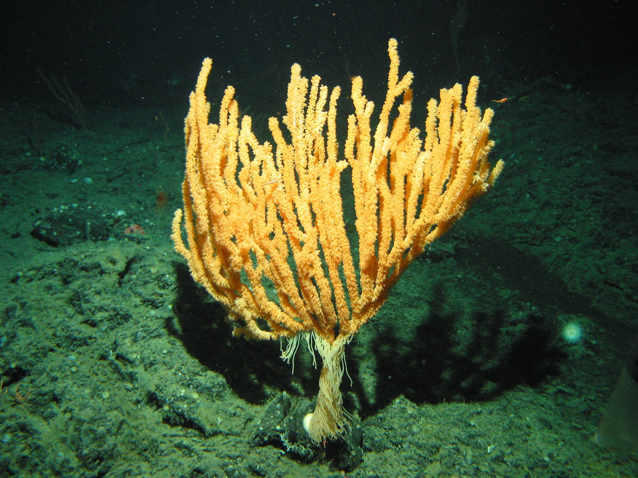 Natural environment, Terrestrial plant, Water, Organism, Underwater
