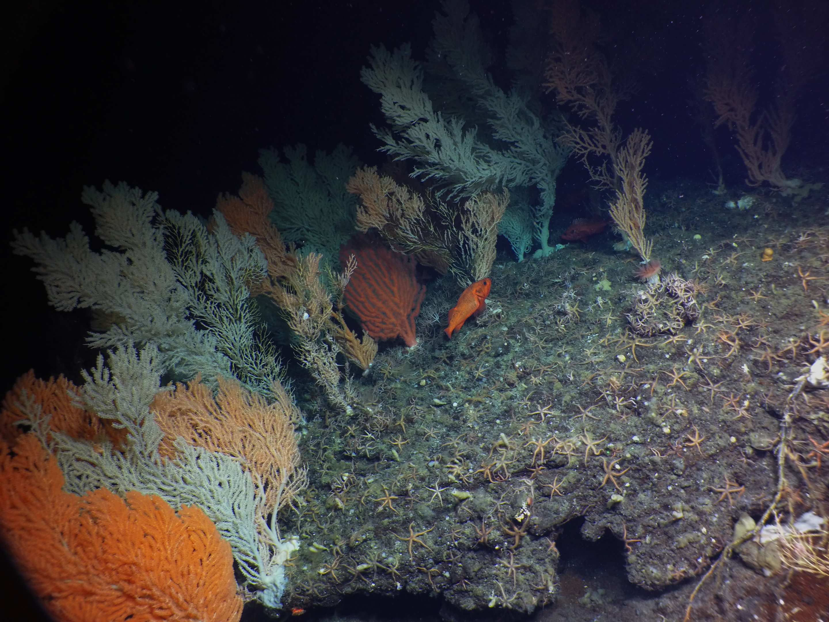 Organism, Underwater